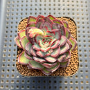 Echeveria 'Pollapo' (폴라포) 2" Succulent Plant Cutting