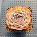 Echeveria 'Strawberry Ice' 2" Succulent Plant Cutting