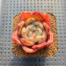 Echeveria 'Orange Champaign' 2" Succulent Plant Cutting