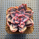 Echeveria 'Scone' 2" New Hybrid Succulent Plant Cutting