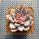 Echeveria 'Scone' 2" New Hybrid Succulent Plant Cutting