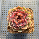 Echeveria 'Oliana' 2" Succulent Plant Cutting
