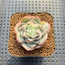Echeveria 'Green Rose' (Lovely Rose Hybrid) 1"-2" Succulent Plant Cutting