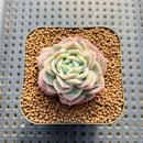 Echeveria 'Green Rose' (Lovely Rose Hybrid) 1"-2" Succulent Plant Cutting