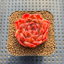Echeveria 'Elizabeth' 1"-2" Succulent Plant Cutting