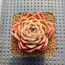 Echeveria 'Tomboy' 2" Changhee Hybrid Succulent Plant