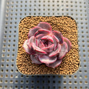 Echeveria 'Graslin' (그레슬린) 2" Succulent Plant Cutting