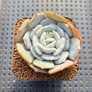 Echeveria 'Milk Purple' 1"-2" Succulent Plant Cutting