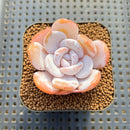 Echeveria Laui 1" Succulent Plant Cutting