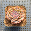 Echeveria 'Berry Kiss' 2" Succulent Plant Cutting