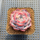 Echeveria 'Unipink' 2" Succulent Plant Cutting
