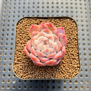 Echeveria 'Pumpkin' 2" Succulent Plant Cutting