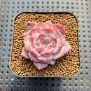 Echeveria 'Pumpkin' 2" Succulent Plant Cutting