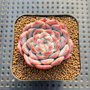 Echeveria 'Pumpkin' 2" Succulent Plant Cutting
