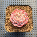 Echeveria 'Pumpkin' 2" Succulent Plant Cutting