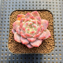 Echeveria 'Pumpkin' 2" Succulent Plant Cutting