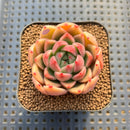 Echeveria 'Sunny' 2" Succulent Plant Cutting