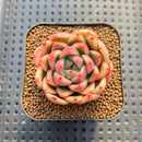 Echeveria 'Sunny' 2" Succulent Plant Cutting
