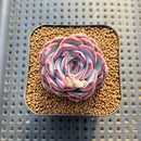 Echeveria 'Chubby Bunny' 1"-2" Succulent Plant Cutting