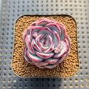 Echeveria 'Chubby Bunny' 1"-2" Succulent Plant Cutting