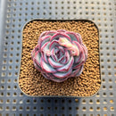 Echeveria 'Chubby Bunny' 1"-2" Succulent Plant Cutting