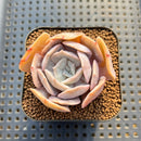 Echeveria 'Pollux' Variegated/Mutated 1"-2" Succulent Plant Cutting
