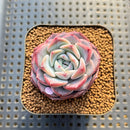 Echeveria 'Unipink' 2" Succulent Plant Cutting