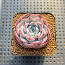 Echeveria 'Unipink' 2" Succulent Plant Cutting