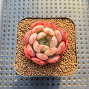 Echeveria 'Glam Pink' 1"-2" Succulent Plant Cutting