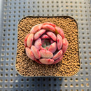Echeveria 'Glam Pink' 1"-2" Succulent Plant Cutting