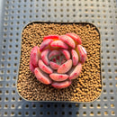 Echeveria 'Glam Pink' 1"-2" Succulent Plant Cutting