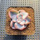 Echeveria 'Heart Song' 2" New Hybrid Succulent Plant Cutting