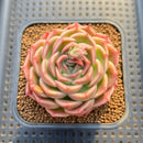 Echeveria 'Fontana' New Hybrid 2"-3" Succulent Plant Cutting