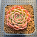 Echeveria 'Fontana' New Hybrid 2"-3" Succulent Plant Cutting
