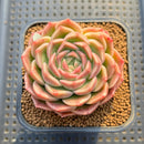 Echeveria 'Fontana' New Hybrid 2"-3" Succulent Plant Cutting