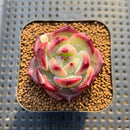 Echeveria 'Miss Hong' 1" New Hybrid Succulent Plant Cutting