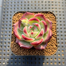 Echeveria 'Miss Hong' 1" New Hybrid Succulent Plant Cutting