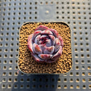 Echeveria 'Wild Strawberry' 1" Succulent Plant Cutting