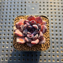 Echeveria 'Black Zaragoza' 1"-2" Succulent Plant Cutting