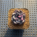 Echeveria 'Black Pearl' 1"-2" Succulent Plant Cutting