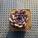 Echeveria 'Black Zaragoza' 1"-2" Succulent Plant Cutting