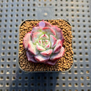 Echeveria 'Ardor' 1"-2" Succulent Plant Cutting