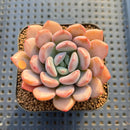 Echeveria 'Arandron' 2" Succulent Plant Cutting