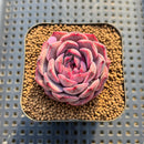 Echeveria 'Dior' 2" Succulent Plant Cutting