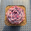 Echeveria 'Dior' 2" Succulent Plant Cutting