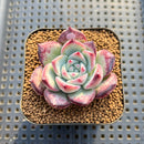 Echeveria 'Black Sabbath' 2" Succulent Plant Cutting