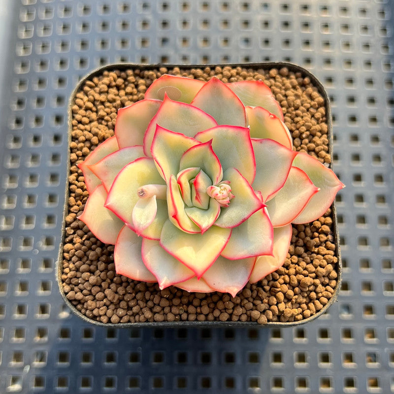 Echeveria 'Esther' Variegated 2" Succulent Plant Cutting