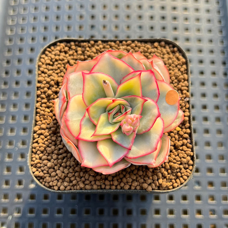 Echeveria 'Esther' Variegated 2" Succulent Plant Cutting
