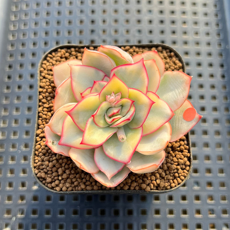 Echeveria 'Esther' Variegated 2" Succulent Plant Cutting