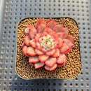 Echeveria 'Chrome Heart' 2" Succulent Plant Cutting